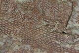 Ordovician, Fossil Graptolite Plate - Morocco #116745-1